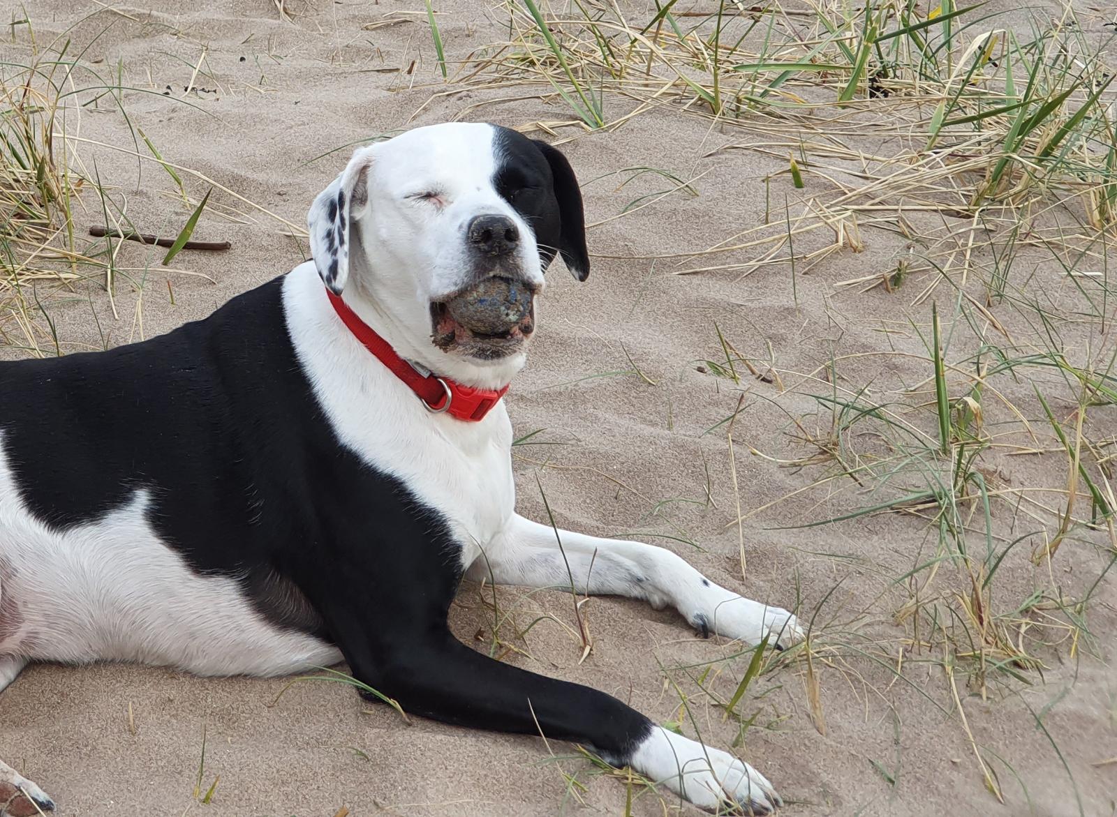 My daft dog, Susie