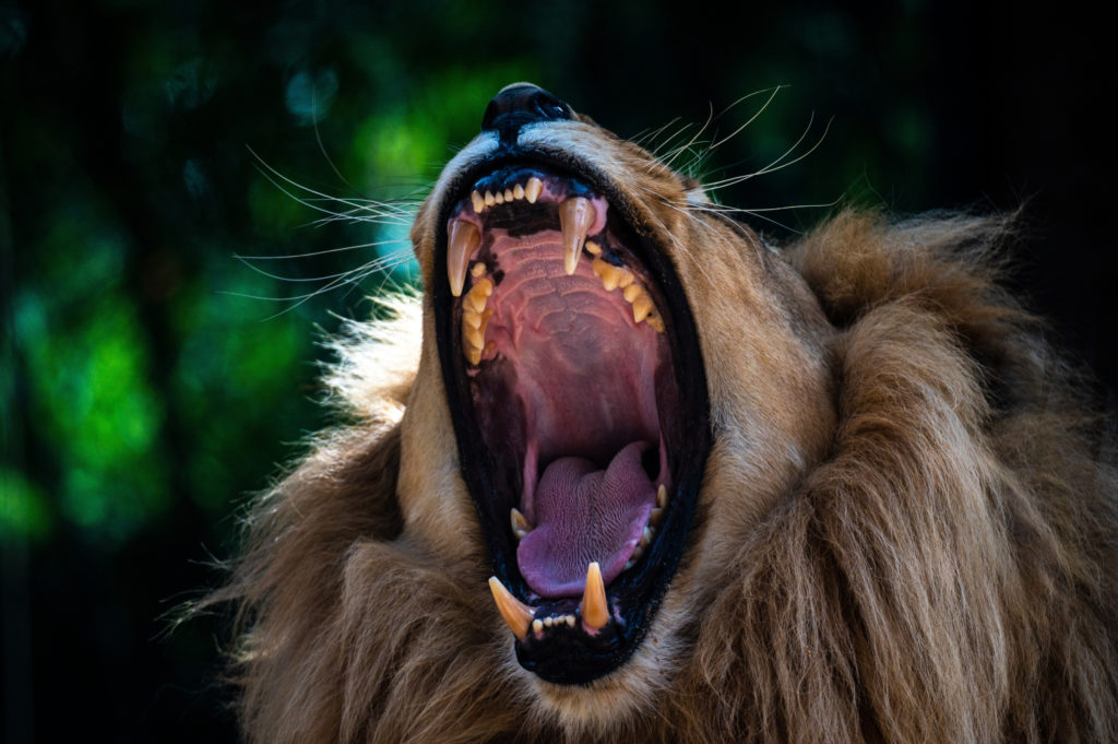 A lion with its mouth wide opened showing its fangs while